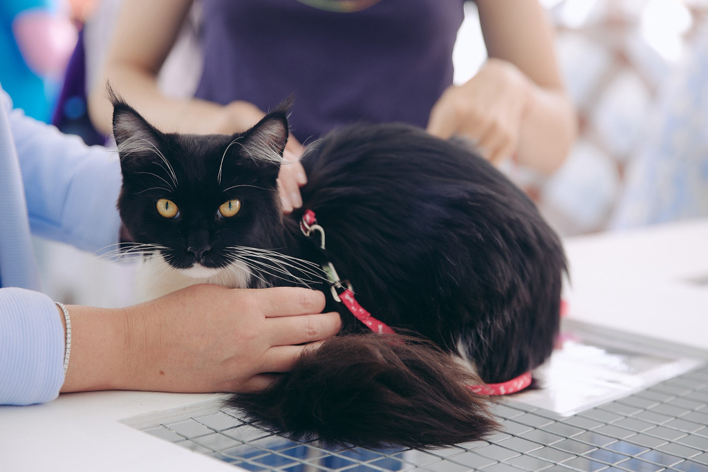 собаки5 (1).jpg собаки5 (1).jpg