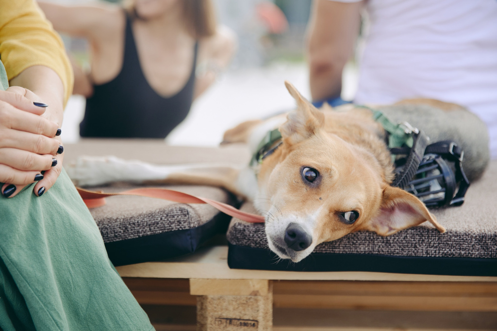 собаки2 (1).jpg собаки2 (1).jpg