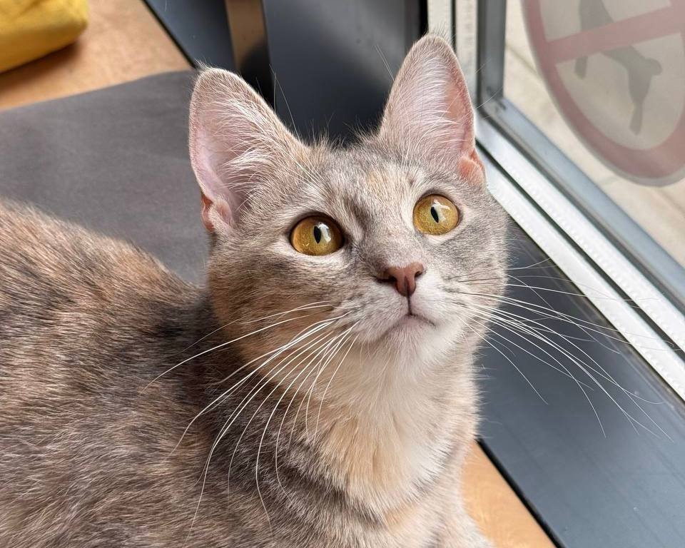 Нимфадора 6 (1).jpg Нимфадора 6 (1).jpg