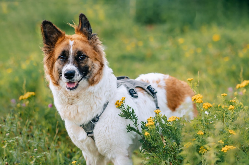 собака Лада.jpeg собака Лада.jpeg